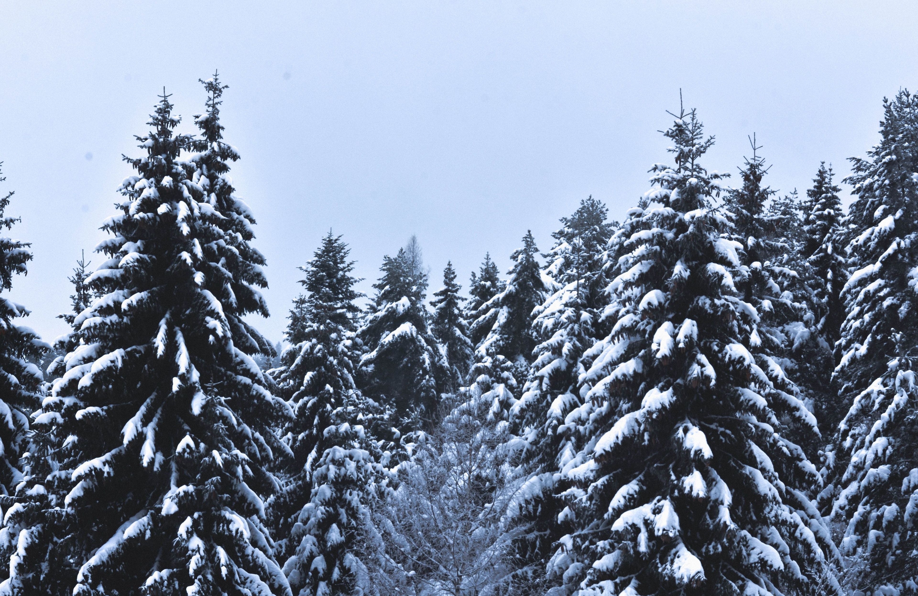 Tree tops covered in snow 
