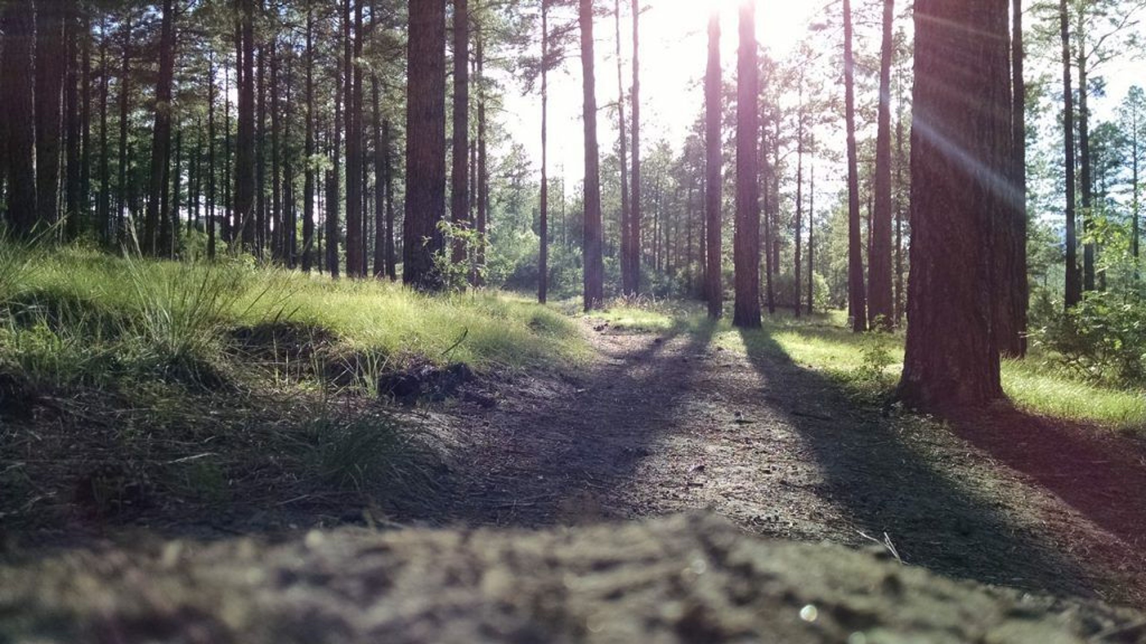 Sunlight shining through to path in forrest 