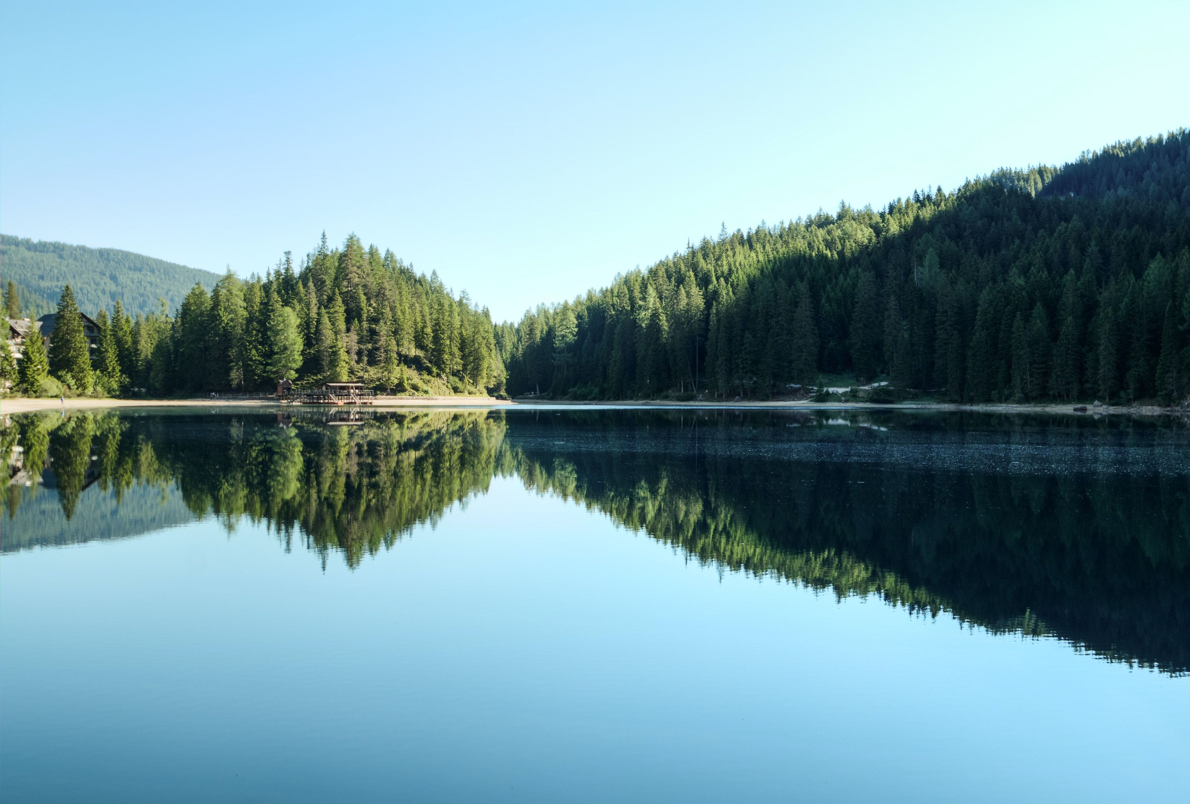 Evergreen trees on a lake
