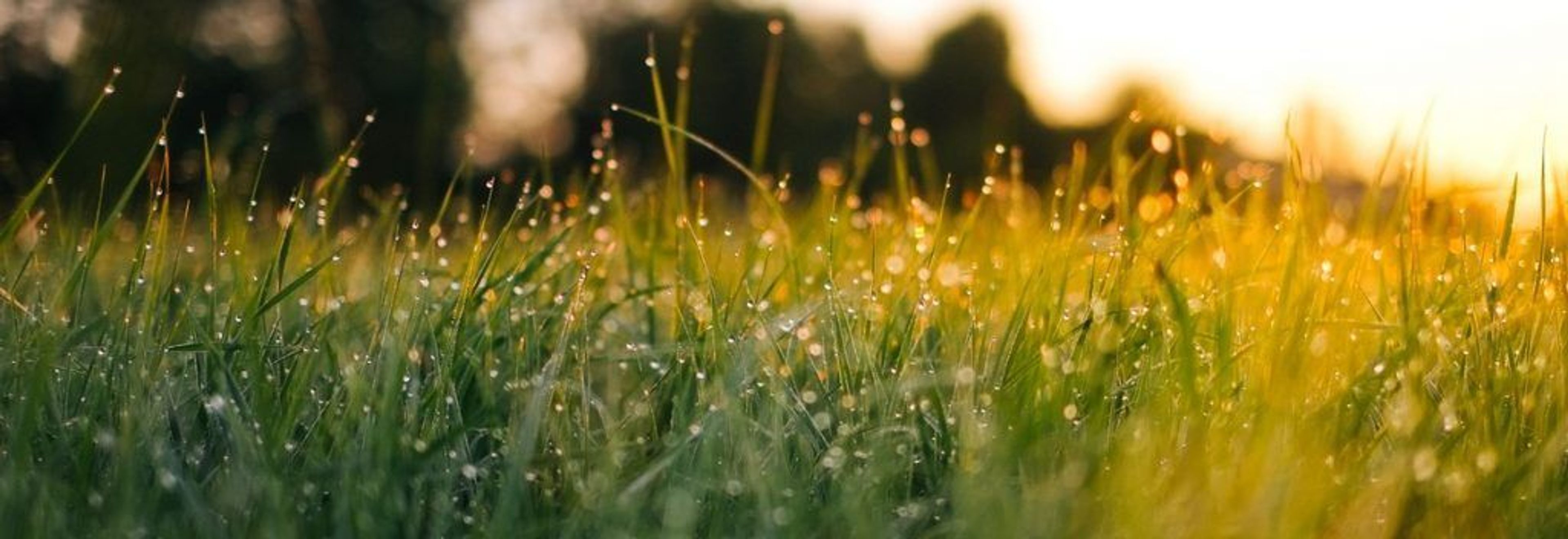Blades of grass with rain droplets on them 