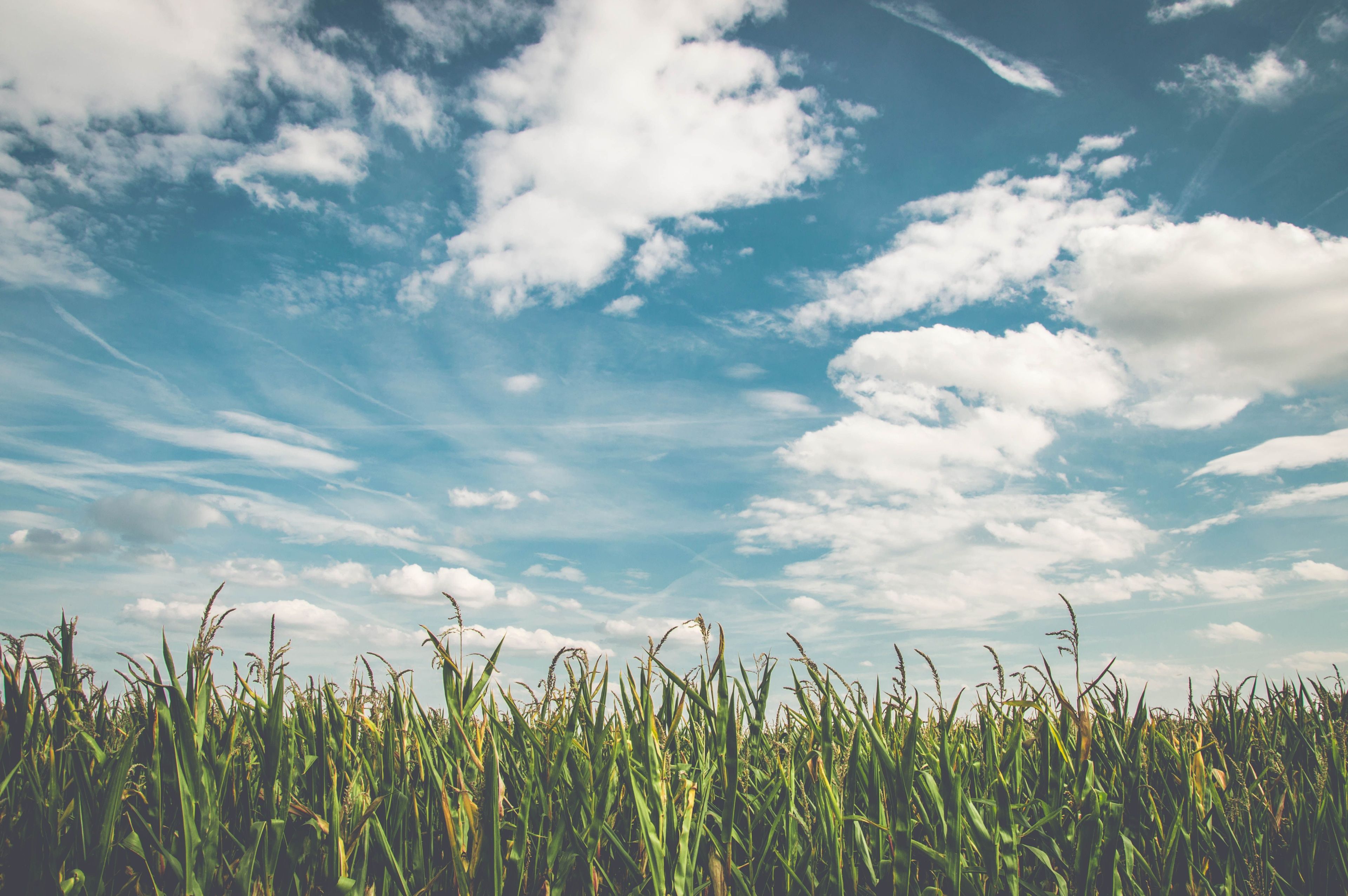 Grass field under cloudy, blue sky