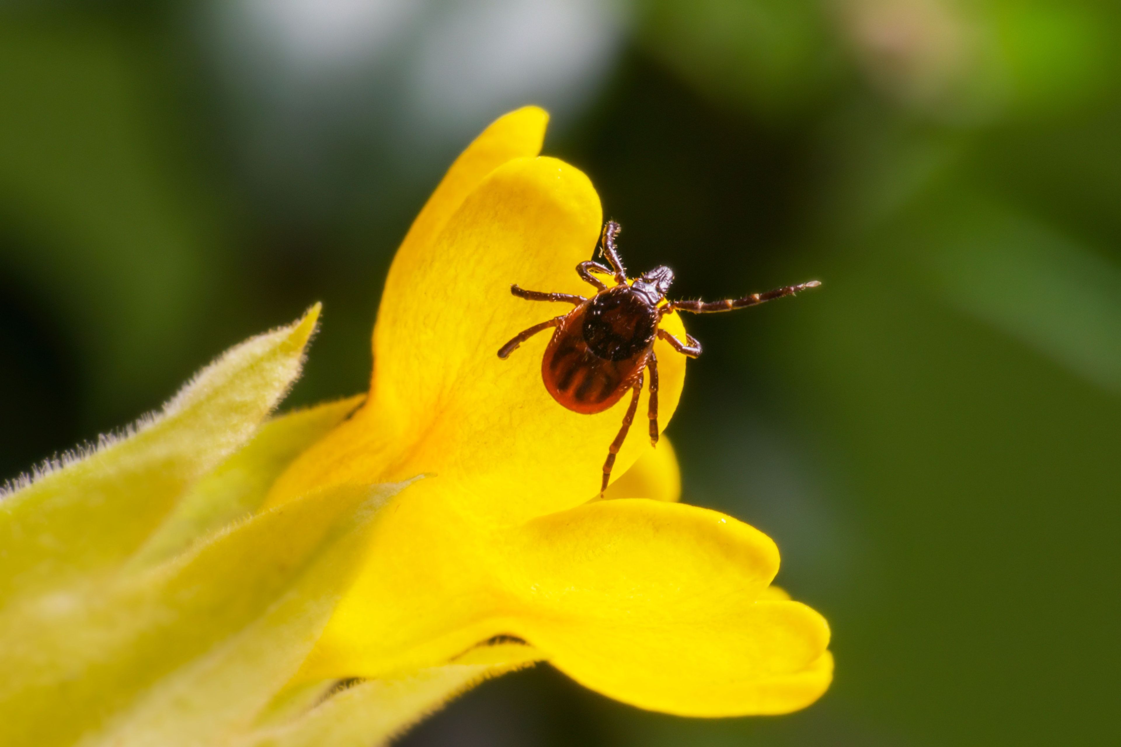A tick sitting on a yellow flower 