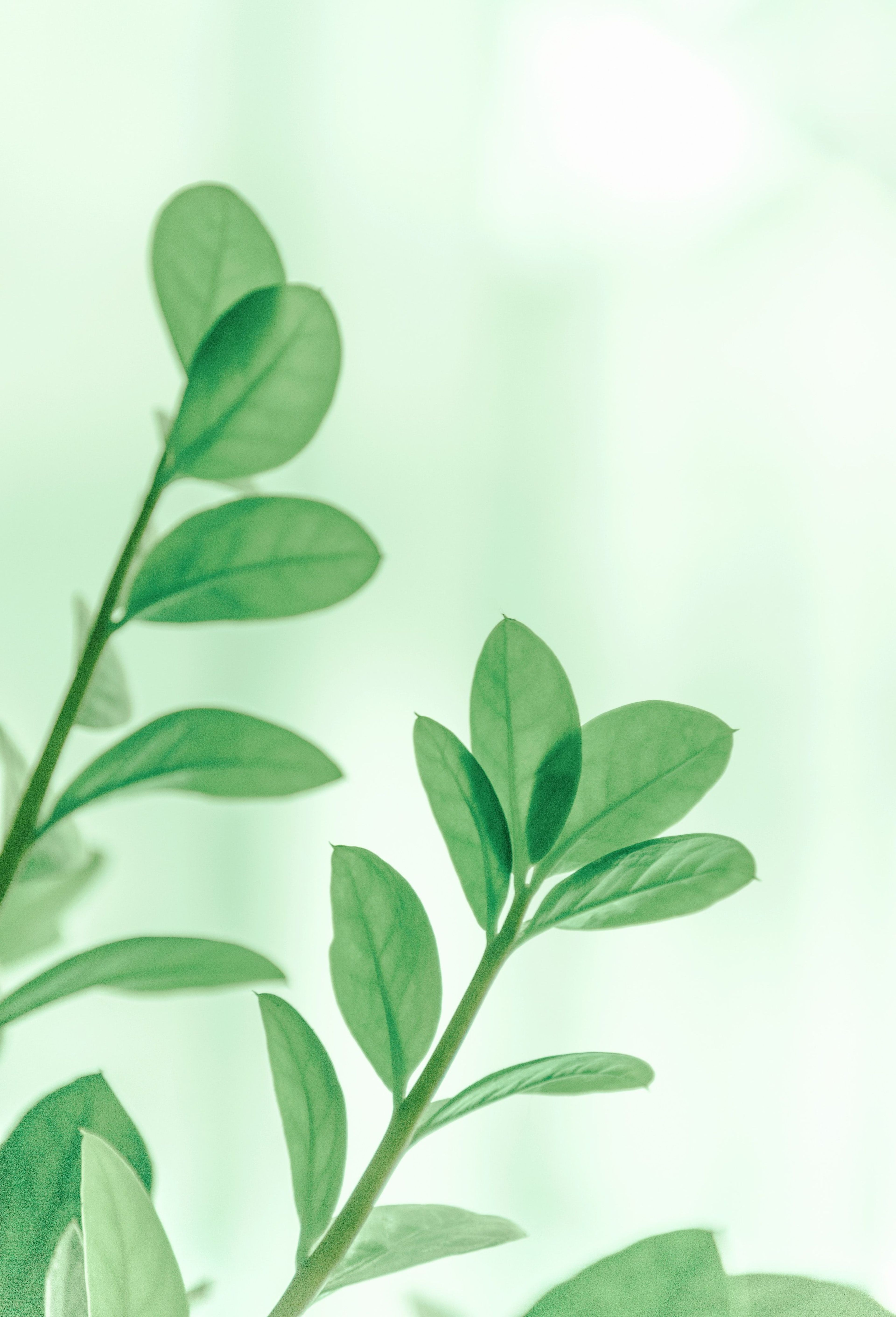 Green plant against green background 