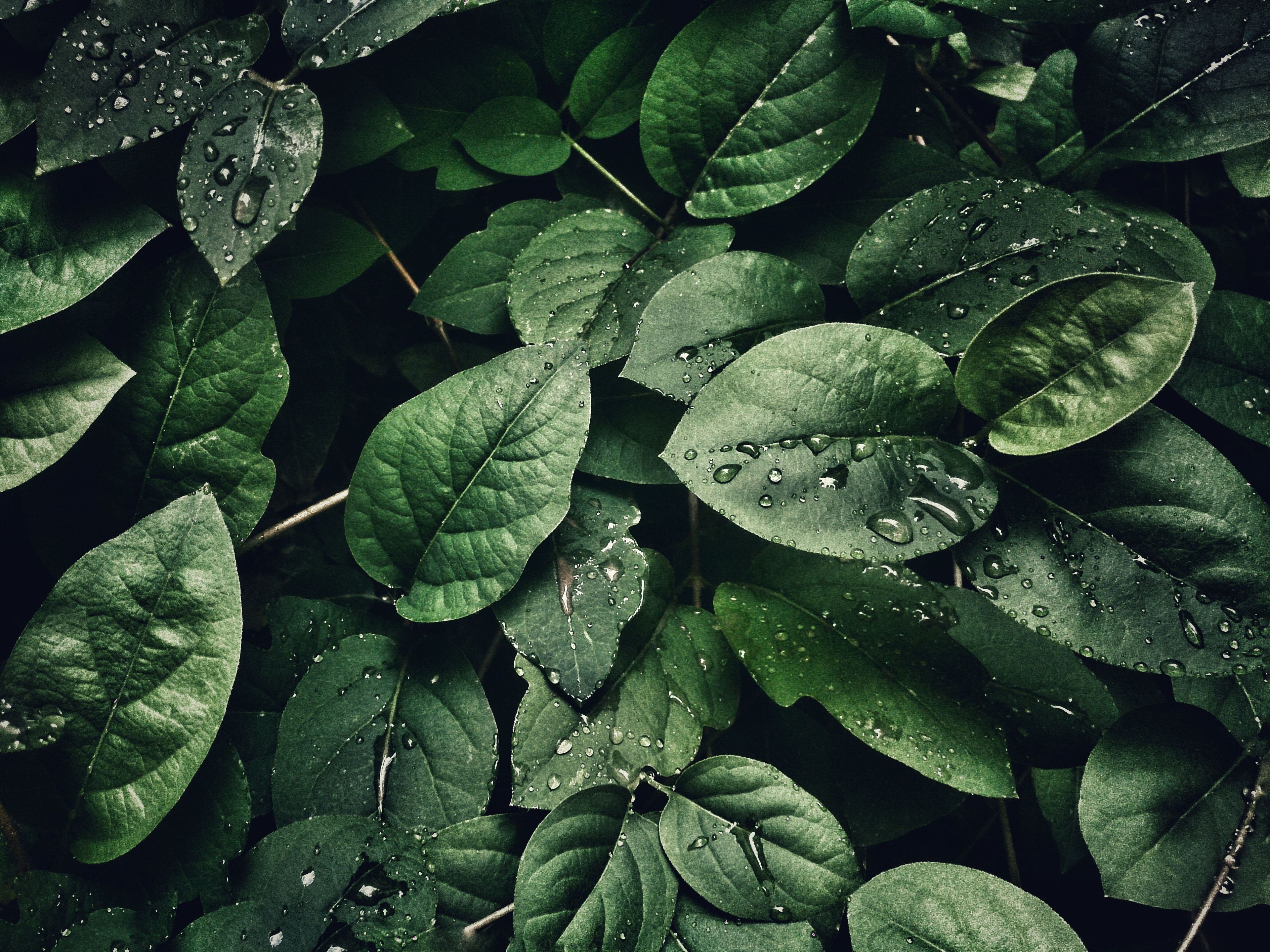 Freshly rained on leaves