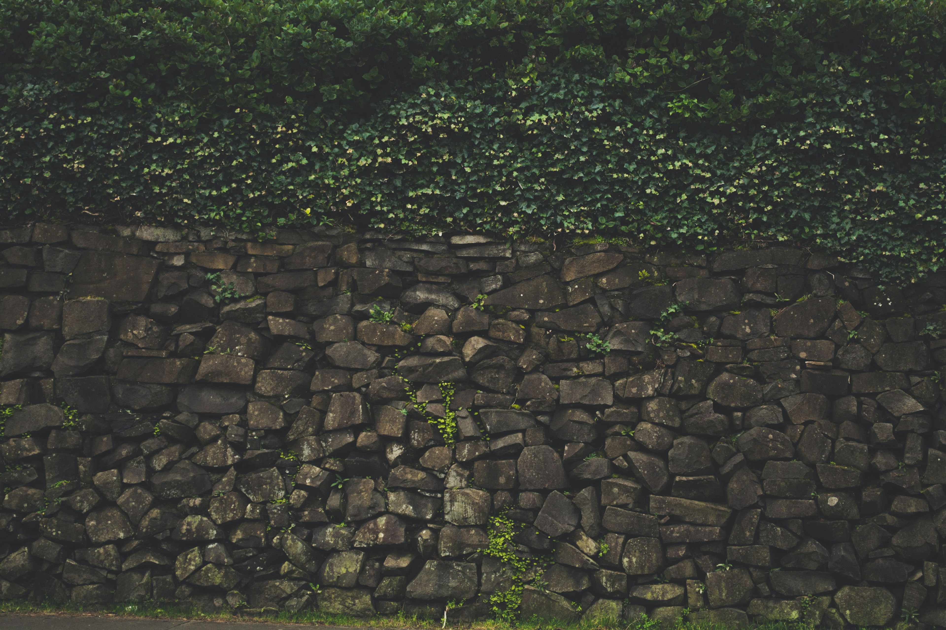 Stone wall with ivy 